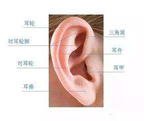 什么是招风耳?招风耳什么时候矫正?