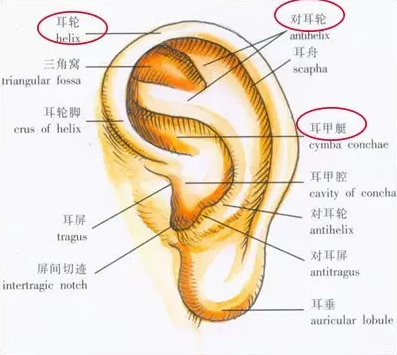 招风耳特征