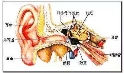 新生的宝宝是耳畸形,该做哪些检查
